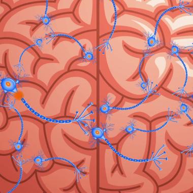 Voir la vidéo de Comment fonctionne le cerveau ?