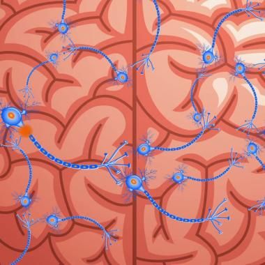 Voir la vidéo de Comment fonctionne le cerveau ?