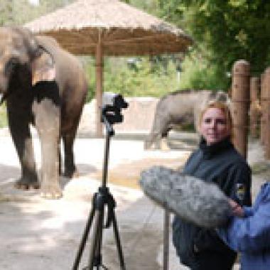 La langue de l'éléphant