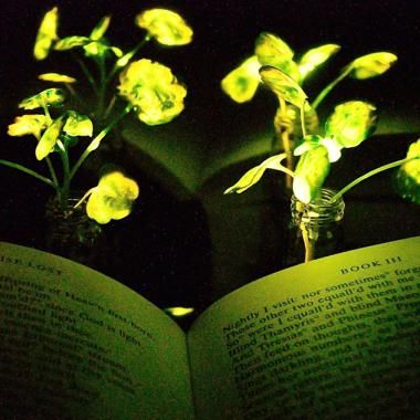 Des plantes lumineuses