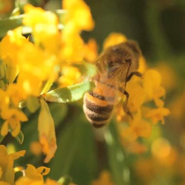 Voir la vidéo de L'énergie des abeilles