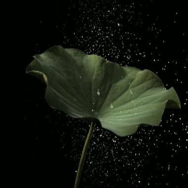 Voir la vidéo de le lotus et le fakir