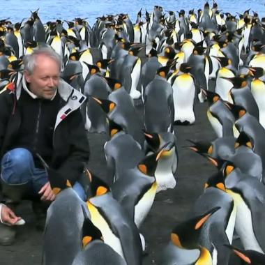 Voir la vidéo de Le manchot et les bactéries