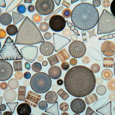 Voir la vidéo de Le verre des diatomées