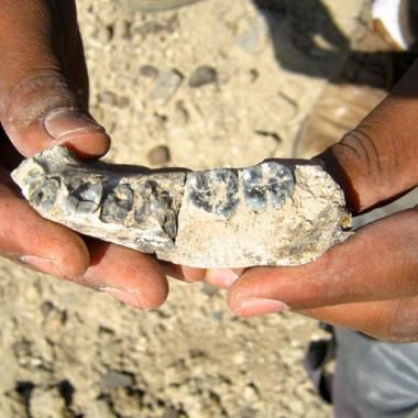 L'Homme sur Terre il y a 2,8 millions d’années ? 