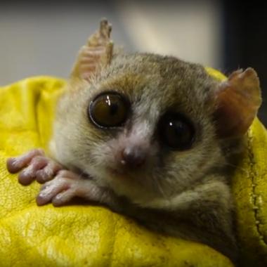 Le microcèbe n'aime pas l'éclairage nocturne