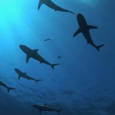 Voir la vidéo de Les denticules de la mer
