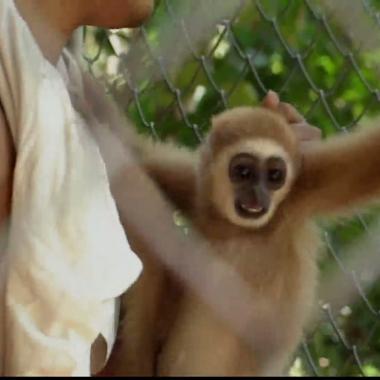 Voir la vidéo de Les gibbons de Phuket