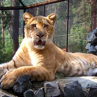 Dérèglement climatique : le grolar n’envahira pas la planète