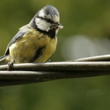 Voir la vidéo de Mai : les oiseaux nourrissent leurs petits