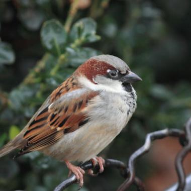 Le moineau : un oiseau commun, mais de plus en plus rare