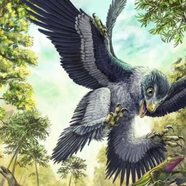 Comment les oiseaux ont-ils survécu à la disparition des dinosaures ? 