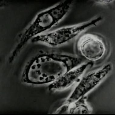 See video of Microcinéma