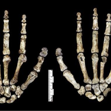 Homo naledi, un si fringant ancêtre 