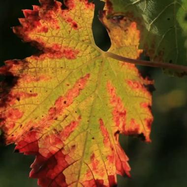 _en_see_video_of Novembre : les feuilles tombent sous le soleil d’automne