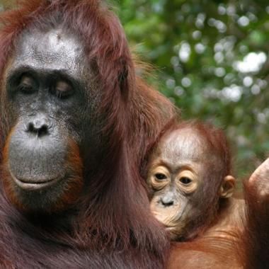 Des orangs-outans très attachés à leur mère