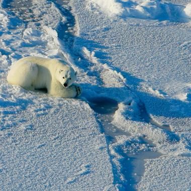 L&#039;ours, jeûneur involontaire