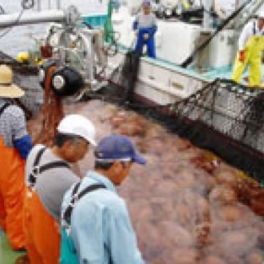 Invasion de méduses : vers un océan de gélatine ?