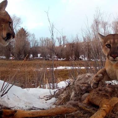 Des pumas pas si solitaires