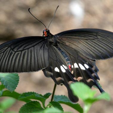 Piéger la lumière grâce aux ailes de papillons