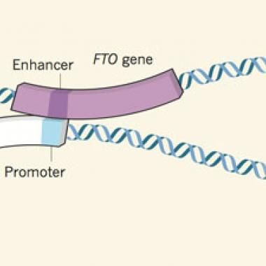 Un nouveau gène en faveur de l’obésité