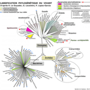Un ancêtre carnivore, transparent et gélatineux
