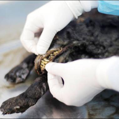 Un chiot de 12 400 ans découvert en Sibérie
