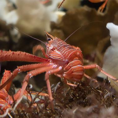 « Panier de crabes » au Panama