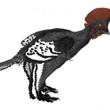 Les couleurs cachées des plumes de dinosaures