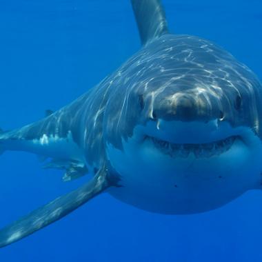 L'Homme, superprédateur n° 1