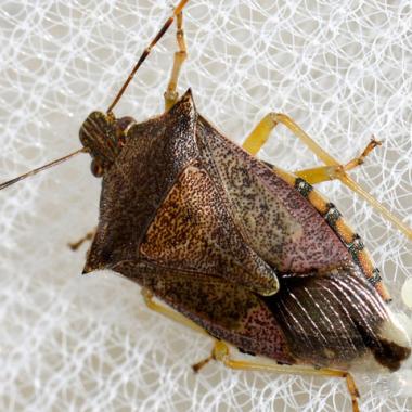 La punaise soldat peint ses œufs à volonté