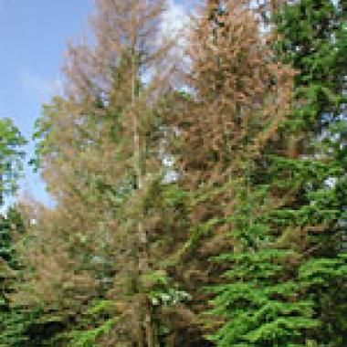 Biodiversité : la forêt française panse ses plaies