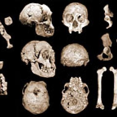 Homo floresiensis : polémique autour d'un (trop) petit cerveau