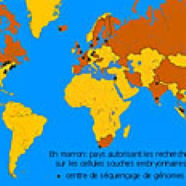 Cellules souches embryonnaires : première importation en France