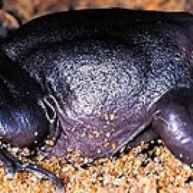 Nasikabatrachus : une grenouille témoin de la dérive des continents ?