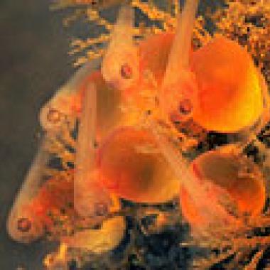 Des poissons bavards... qui en disent long sur l’évolution