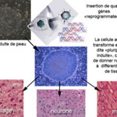 Cellules souches embryonnaires : on sait les fabriquer génétiquement !