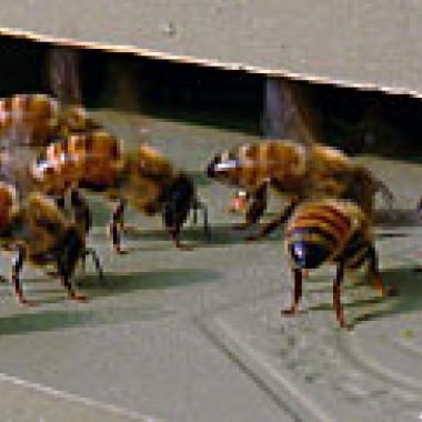 Abeilles : danse sans frontière