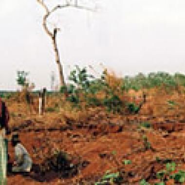 Déforestation et biodiversité : et si les chiffres étaient trompeurs ?