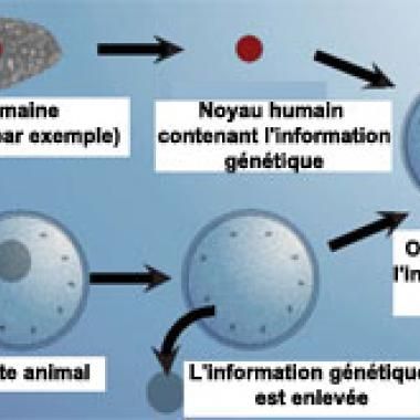 Embryons hybrides homme-animal : Un feu vert pour quoi faire ?