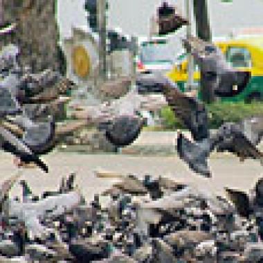 Chasseurs d'images et de pigeons urbains