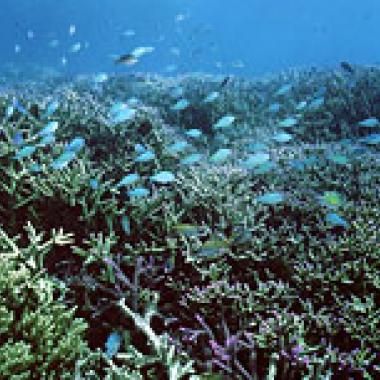 Biodiversité : l’état de santé des récifs coralliens