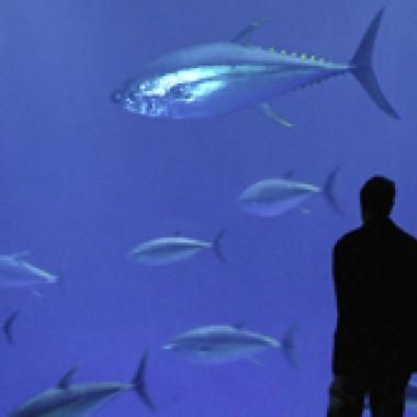 La pêche au gros déséquilibre les stocks de poissons