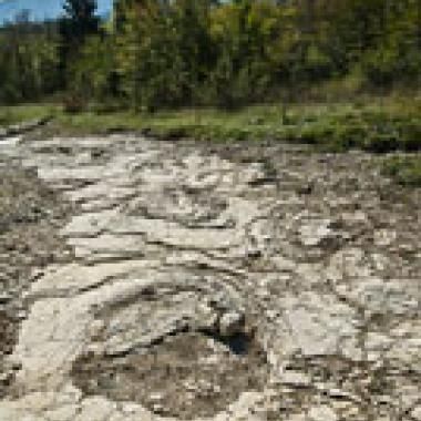 Paléontologie : Sur les traces des dinosaures