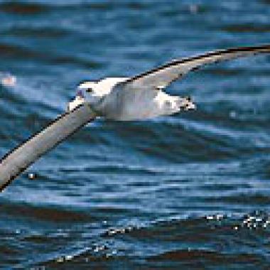Biodiversité : et si les oiseaux venaient à disparaître?