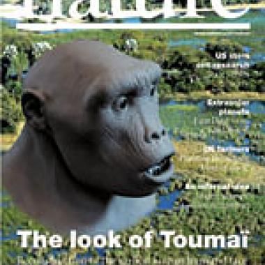 Toumaï : suite et fin de la controverse ?
