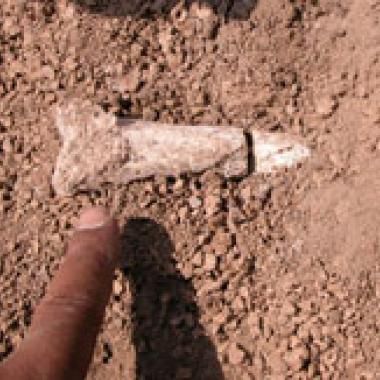 Bipédie :beaucoup de bruit autour d'un fossile éthiopien