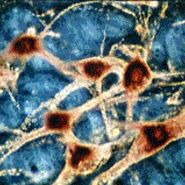 Régénération des neurones : la fin d'un dogme ?