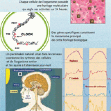 Horloge biologique : au rythme de l'ADN...