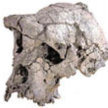 Fossiles à foison : l'incroyable été 2007 de la paléoanthropologie